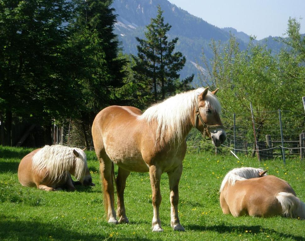 Berghof Thurnergut Spital Am Pyhrn Buitenkant foto